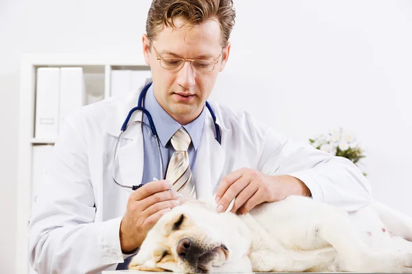 Dog at vet clinic — Stock Photo, Image