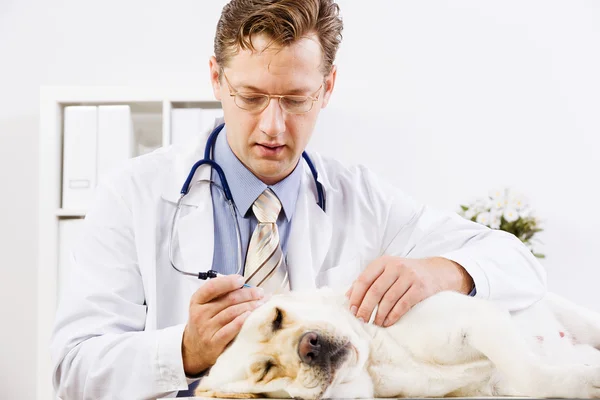 Perro en clínica veterinaria — Foto de Stock