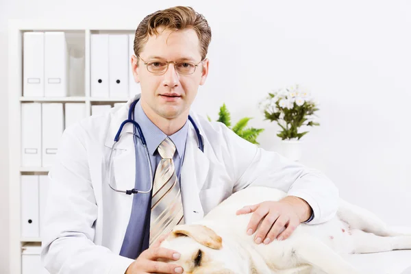 Dog at vet clinic — Stock Photo, Image