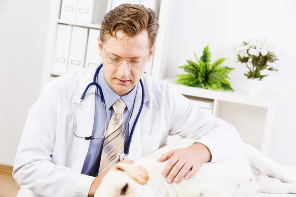 Cão na clínica veterinária — Fotografia de Stock