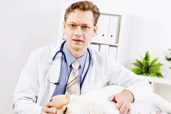 Dog at vet clinic — Stock Photo, Image