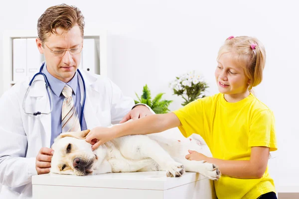 Perro en clínica veterinaria —  Fotos de Stock