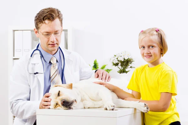 Perro en clínica veterinaria — Foto de Stock