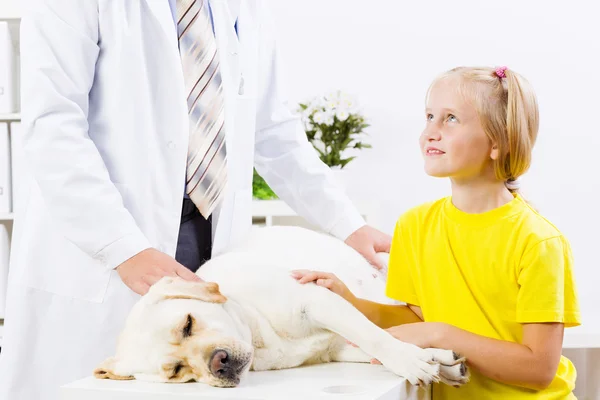 Dog at vet clinic — Stock Photo, Image