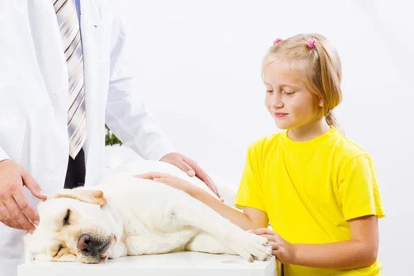 Cão na clínica veterinária — Fotografia de Stock