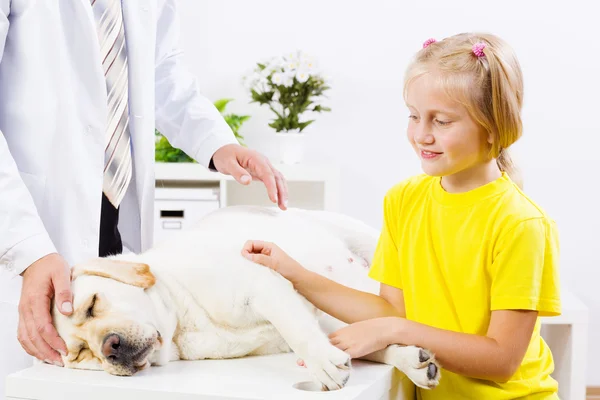 Perro en clínica veterinaria —  Fotos de Stock