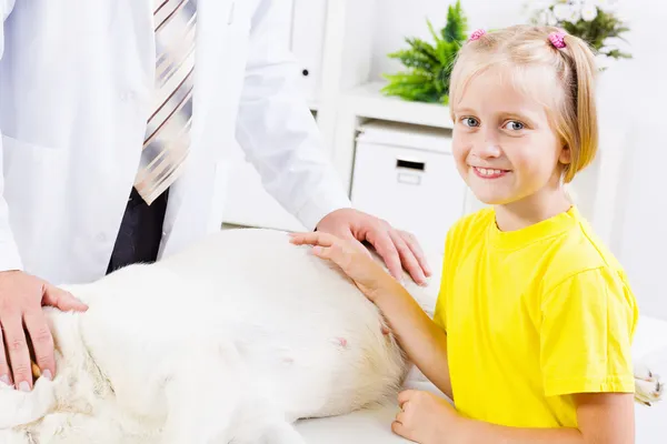 Cão na clínica veterinária — Fotografia de Stock