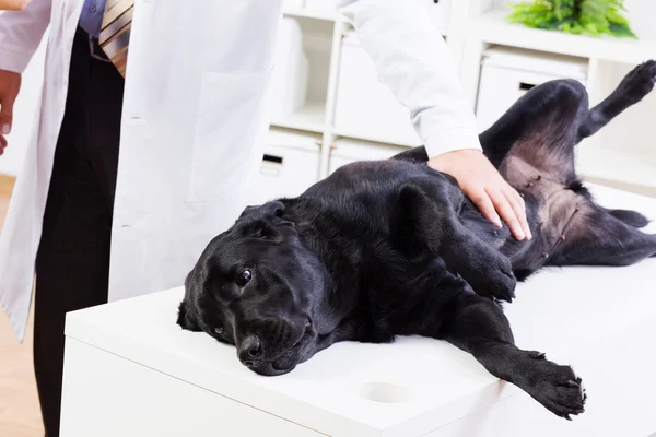 Perro en clínica veterinaria — Foto de Stock