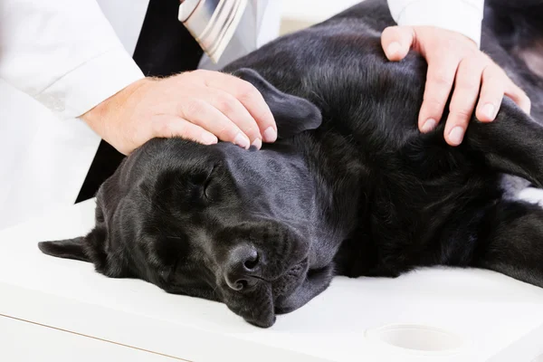 Perro en clínica veterinaria — Foto de Stock