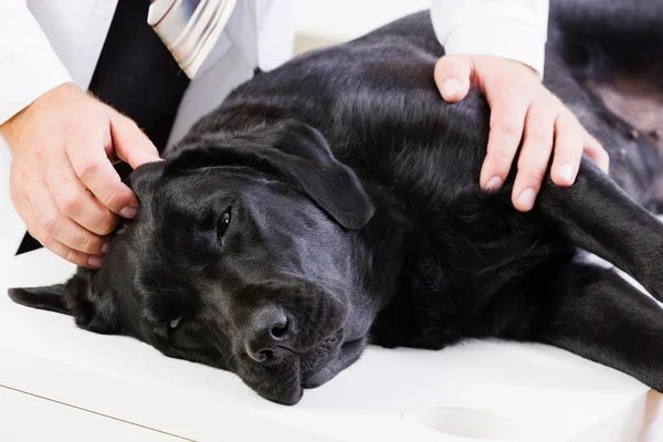 Perro en clínica veterinaria — Foto de Stock