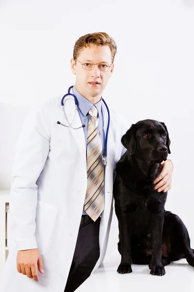 Perro en clínica veterinaria — Foto de Stock