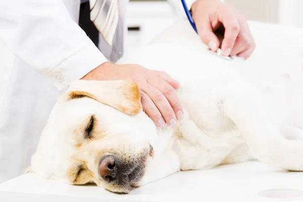 Pies w vet klinice — Zdjęcie stockowe