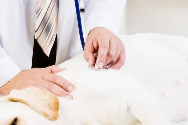Köpek veteriner Kliniği — Stok fotoğraf