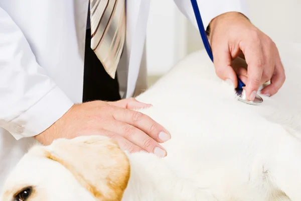 Perro en clínica veterinaria —  Fotos de Stock