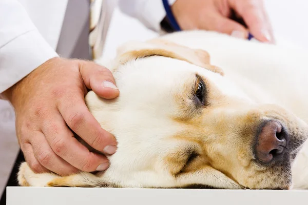 Cão na clínica veterinária — Fotografia de Stock