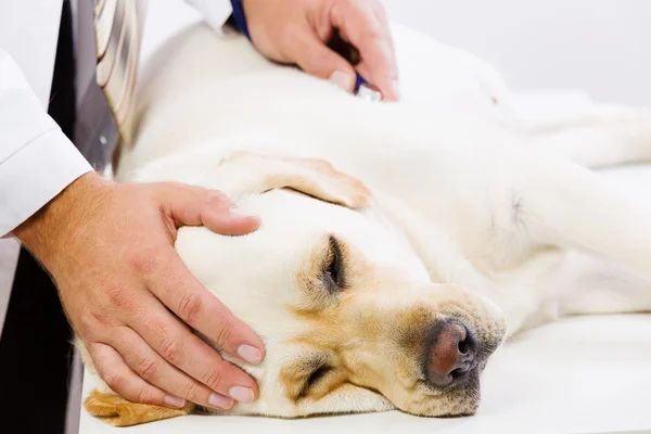 Pes na veterinární klinice — Stock fotografie