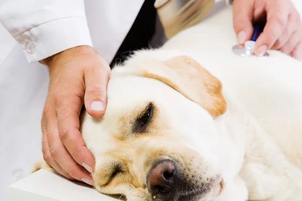 Dog at vet clinic — Stock Photo, Image