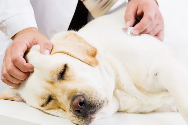 Pes na veterinární klinice — Stock fotografie