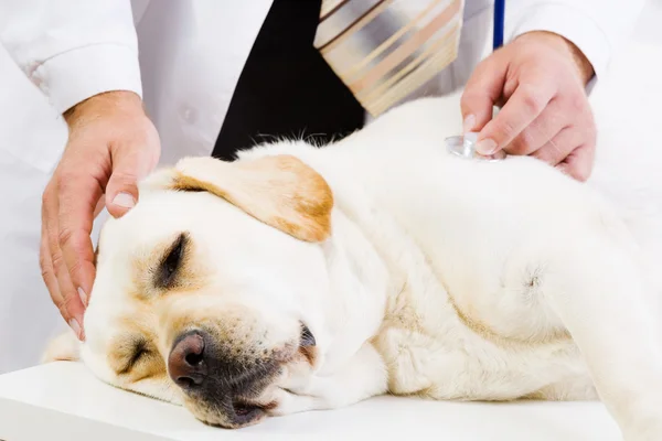 Hund på veterinär klinik — Stockfoto