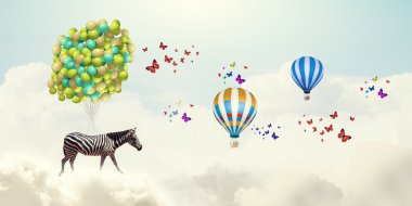 Zebra uçan