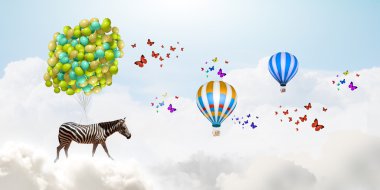 Zebra uçan