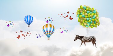Zebra uçan