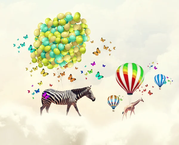 Flying zebra — Stock Photo, Image