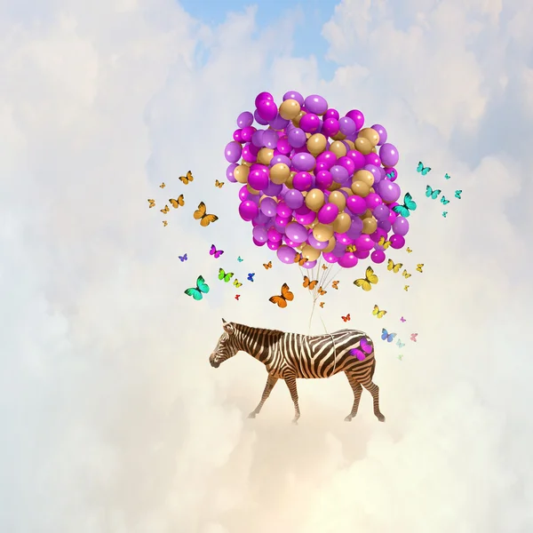 Zebra uçan — Stok fotoğraf