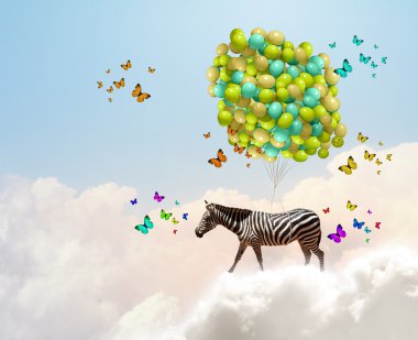 Zebra uçan
