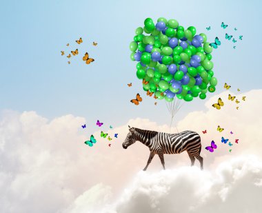 Zebra uçan