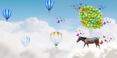 Zebra uçan