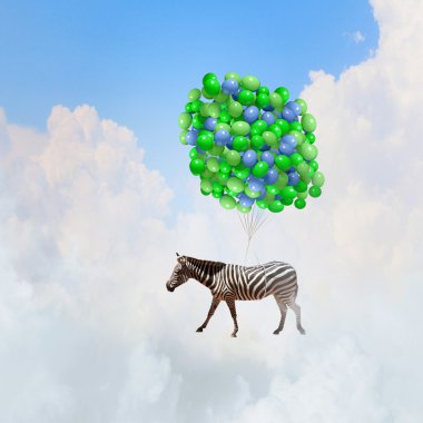 Zebra uçan
