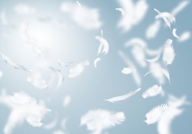 White feathers clipart