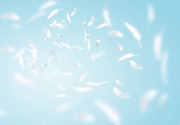 White feathers — Stock Photo, Image