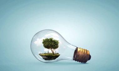 Ampulün içinde büyüyen ağaç