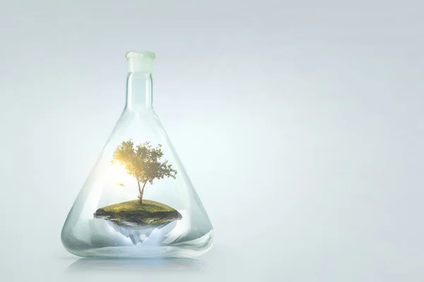 Árbol creciendo dentro de botella de vidrio transparente — Foto de Stock