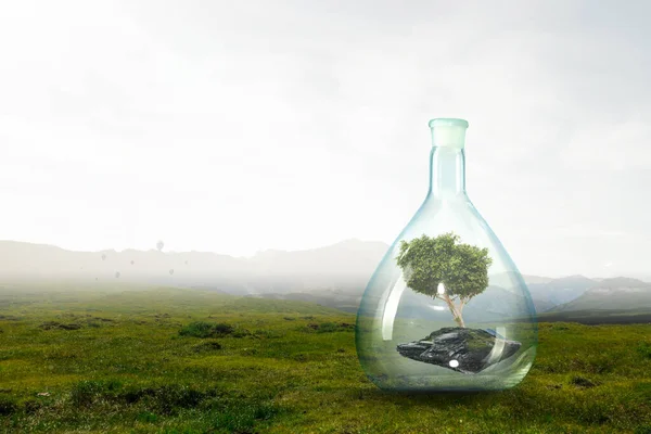 在透明玻璃瓶里生长的树 — 图库照片