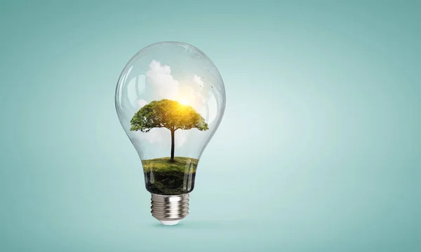 Träd som växer inuti glödlampan — Stockfoto