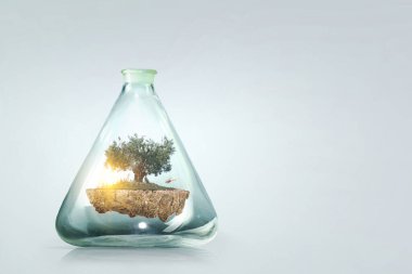 Cam şişenin içinde büyüyen ağaç