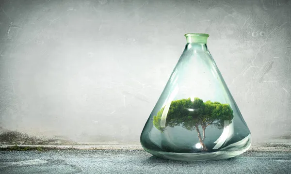 Дерево, що росте всередині прозорої скляної пляшки — стокове фото