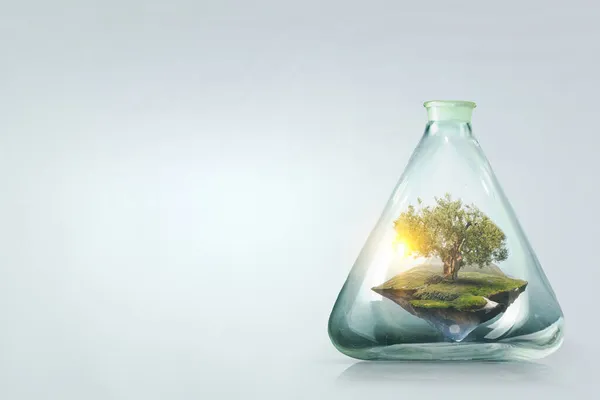 Дерево растет внутри прозрачной стеклянной бутылки — стоковое фото