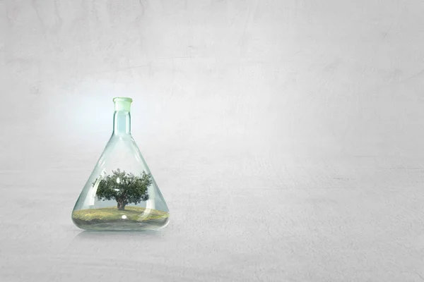 Tree growing inside clear glass bottle — Stock Photo, Image