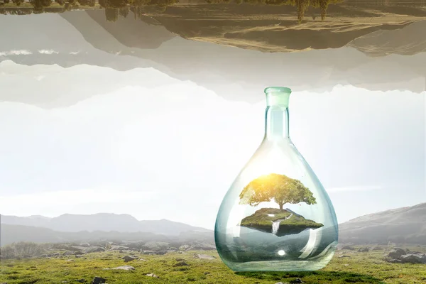 Árvore crescendo dentro de garrafa de vidro transparente — Fotografia de Stock