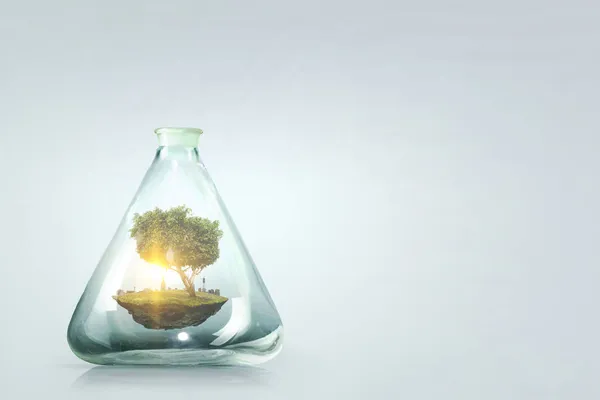Átlátszó üvegben növekvő fa — Stock Fotó