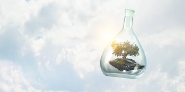 Cam şişenin içinde büyüyen ağaç