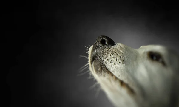 Портрет собаки на тёмном фоне — стоковое фото