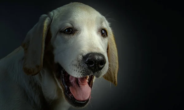 Portrait of dog on a dark background — Stock Photo, Image