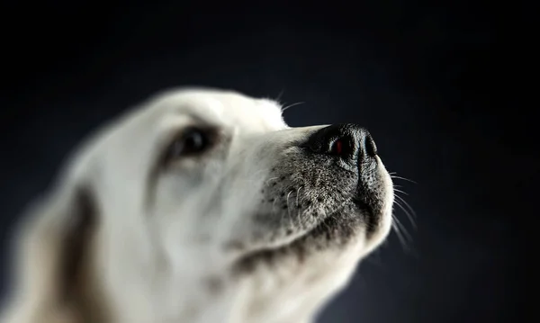 Porträt eines Hundes auf dunklem Hintergrund — Stockfoto
