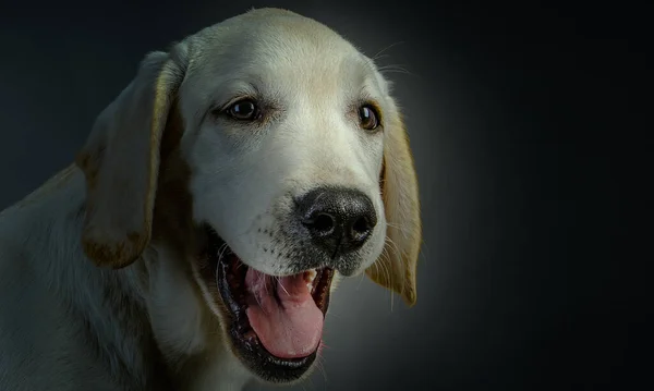 Retrato de cão em um fundo escuro — Fotografia de Stock