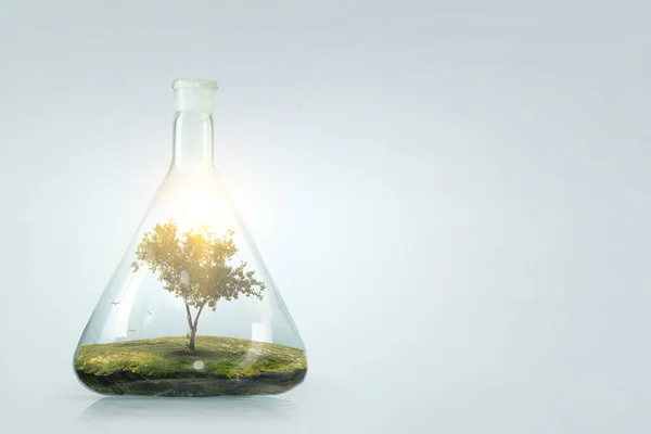 Tree growing inside clear glass bottle — Stock Photo, Image